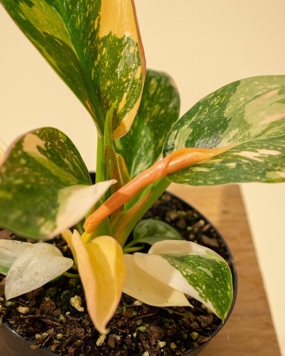 Copper Flame Philodendron Variegation
