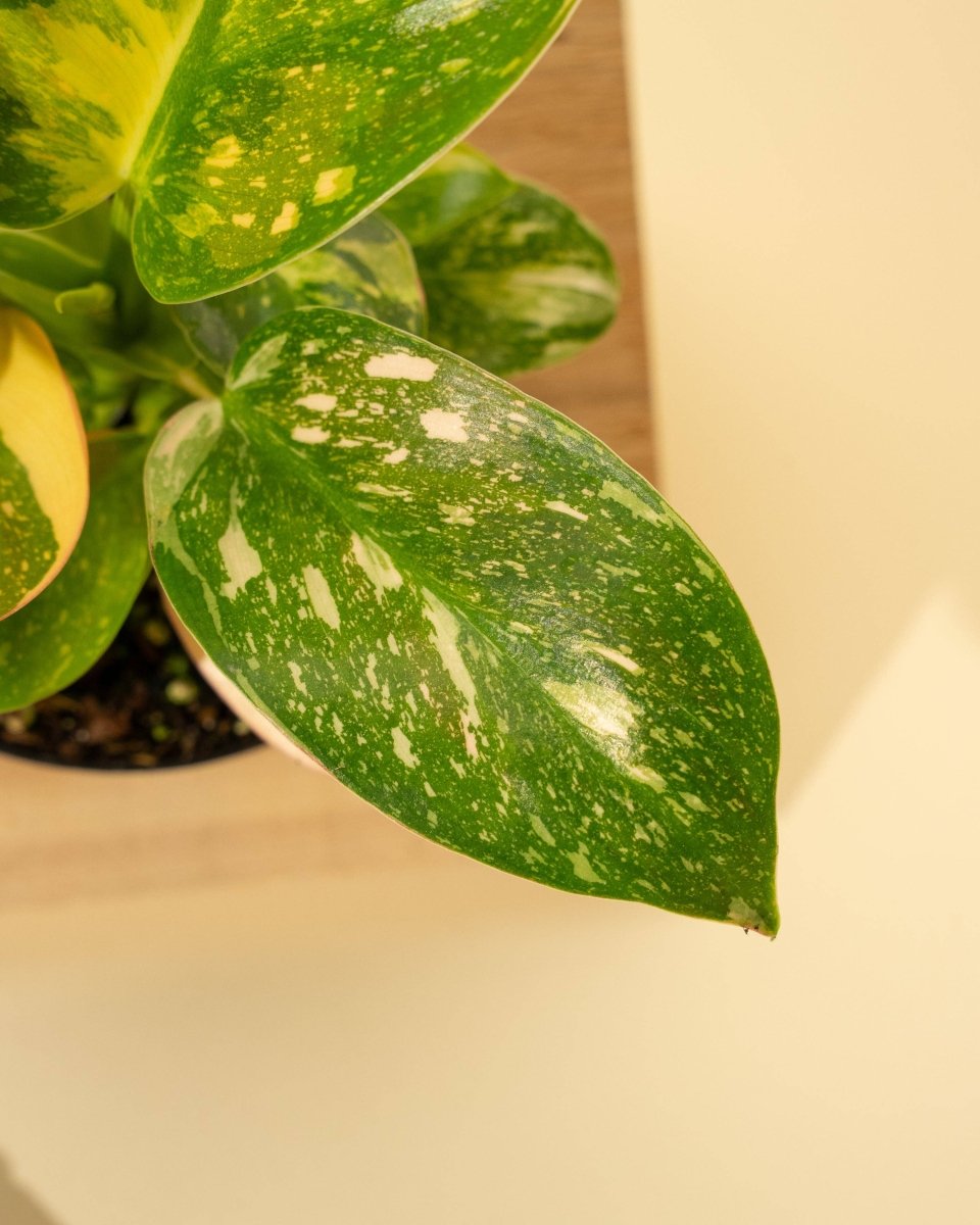 Shop Copper Flame Philodendron