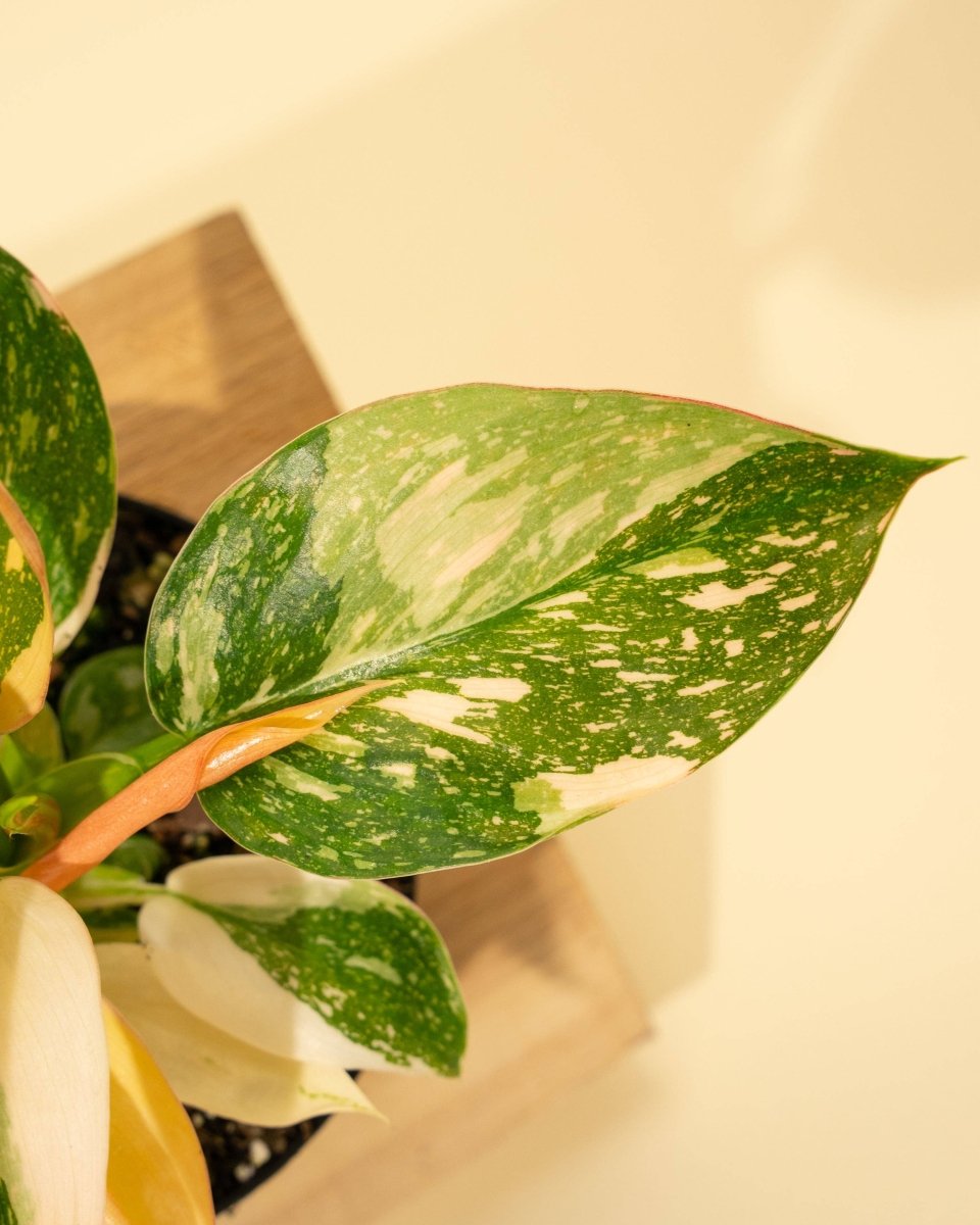 Rare Copper Flame Philodendron For Sale Online