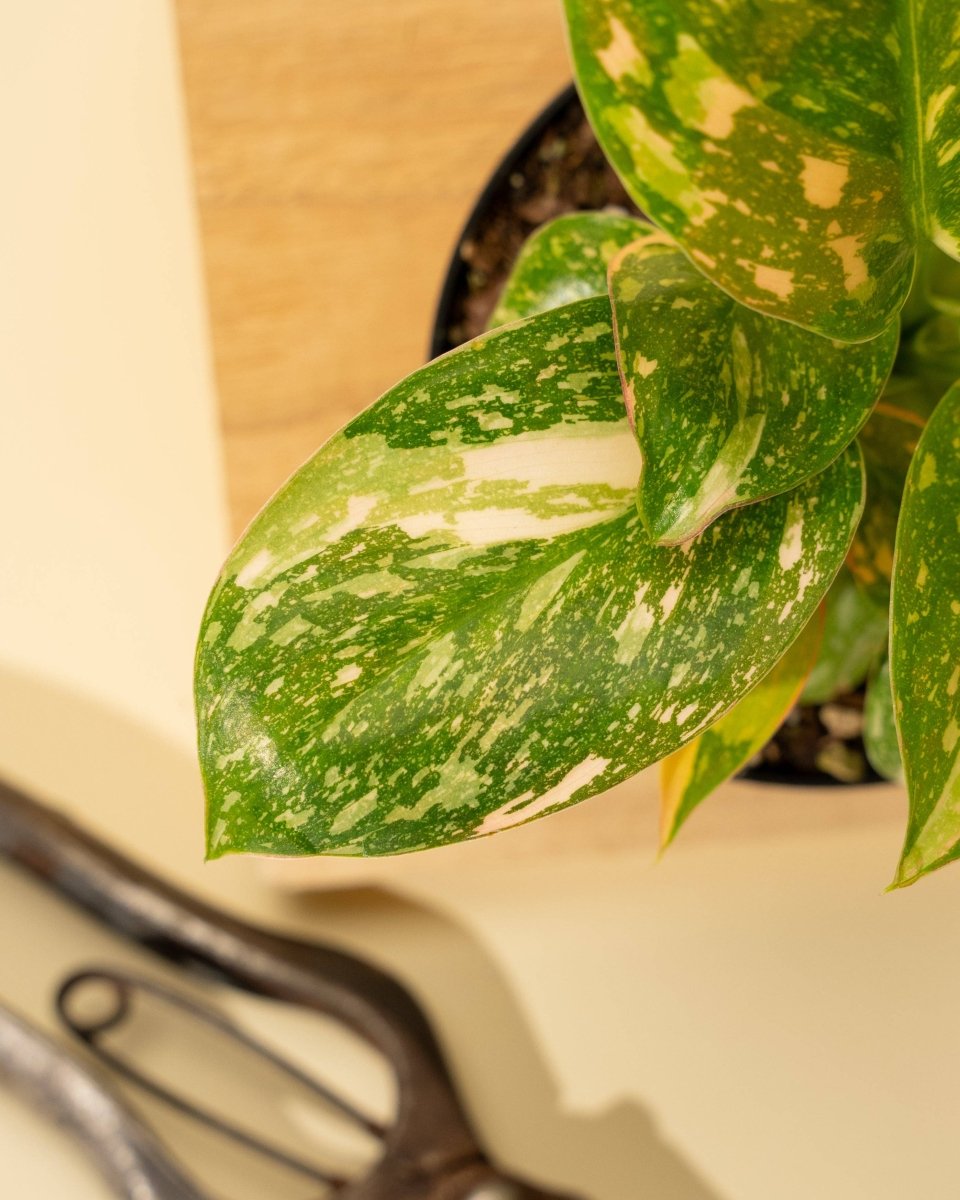 Copper Flame Philodendron Unique Rare Houseplant