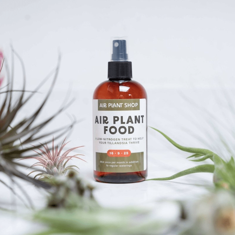 Bottle of Air Plant Shop air plant food spray with air plants in the background
