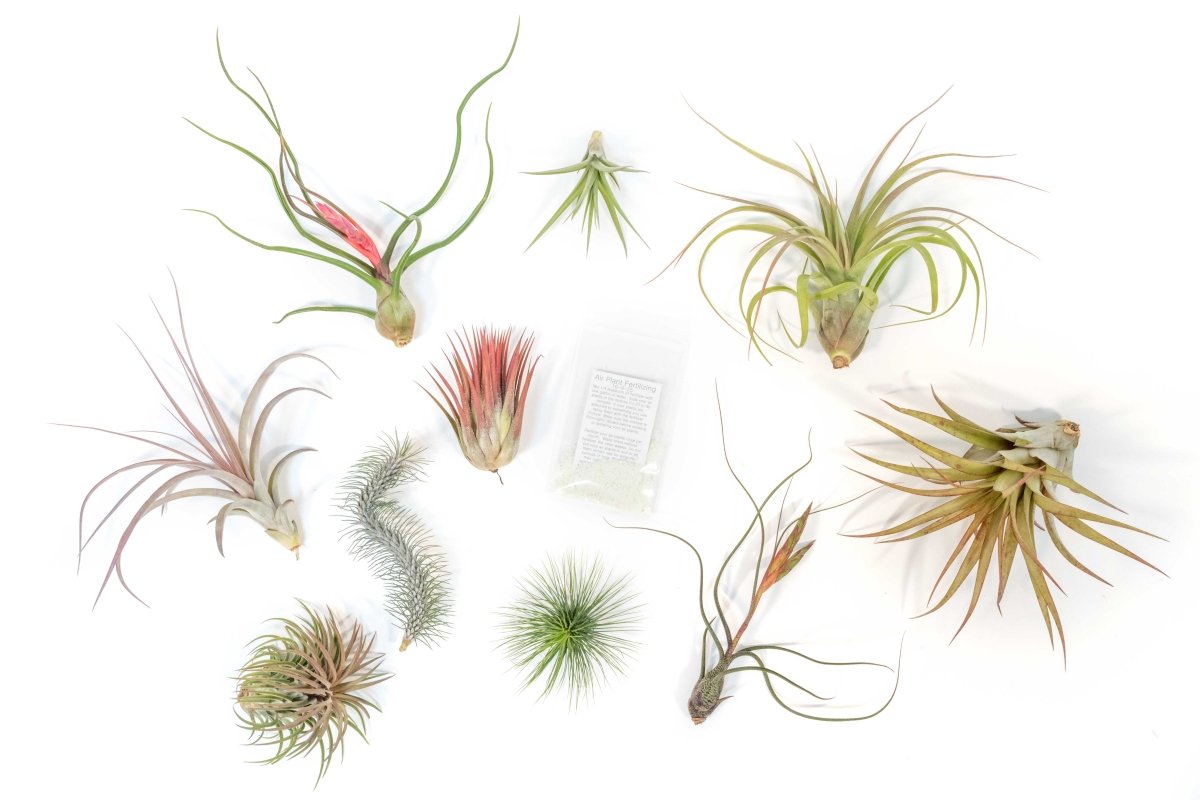 SALE - Premium Tillandsia Air Plant Grab Bag & Fertilizer Packet - Set of 10, 20 or 30 - 40% Off - Ed's Plant Shop