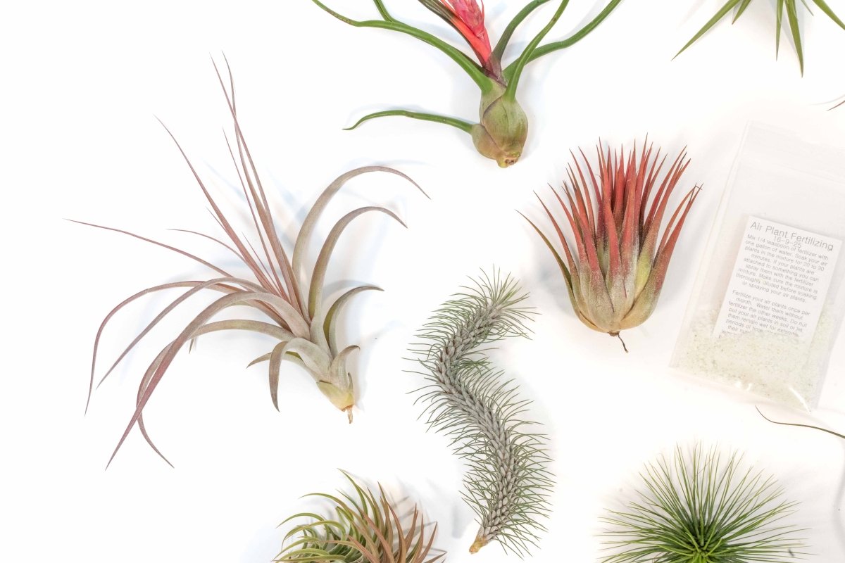 SALE - Premium Tillandsia Air Plant Grab Bag & Fertilizer Packet - Set of 10, 20 or 30 - 40% Off - Ed's Plant Shop