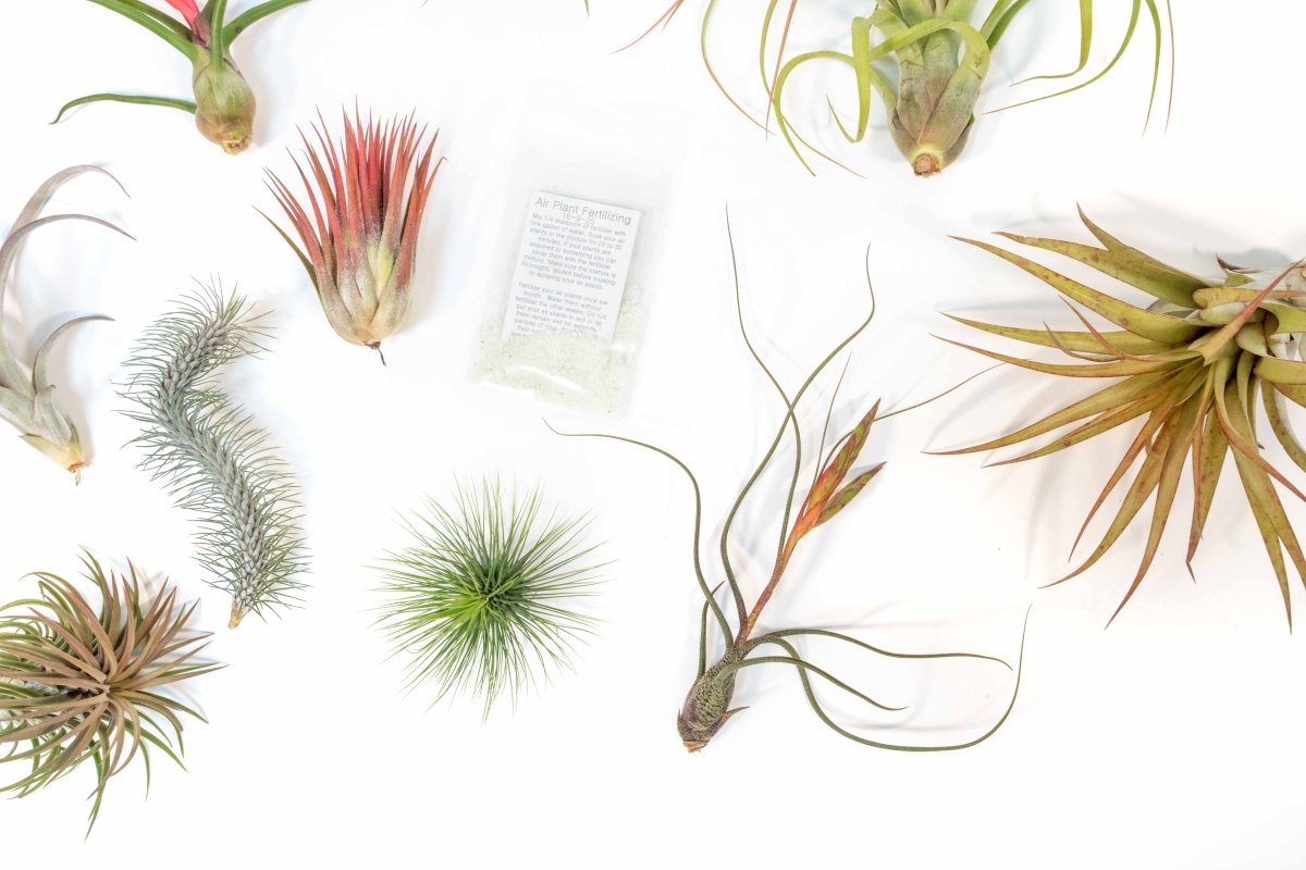 SALE - Premium Tillandsia Air Plant Grab Bag & Fertilizer Packet - Set of 10, 20 or 30 - 40% Off - Ed's Plant Shop