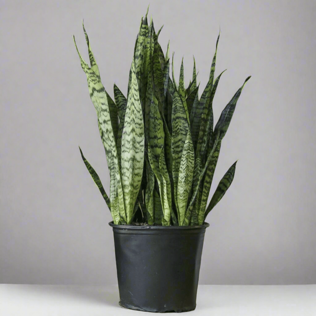 Sansevieria zeylanica 'Bowstring Hemp' Floor Plant - Ed's Plant Shop