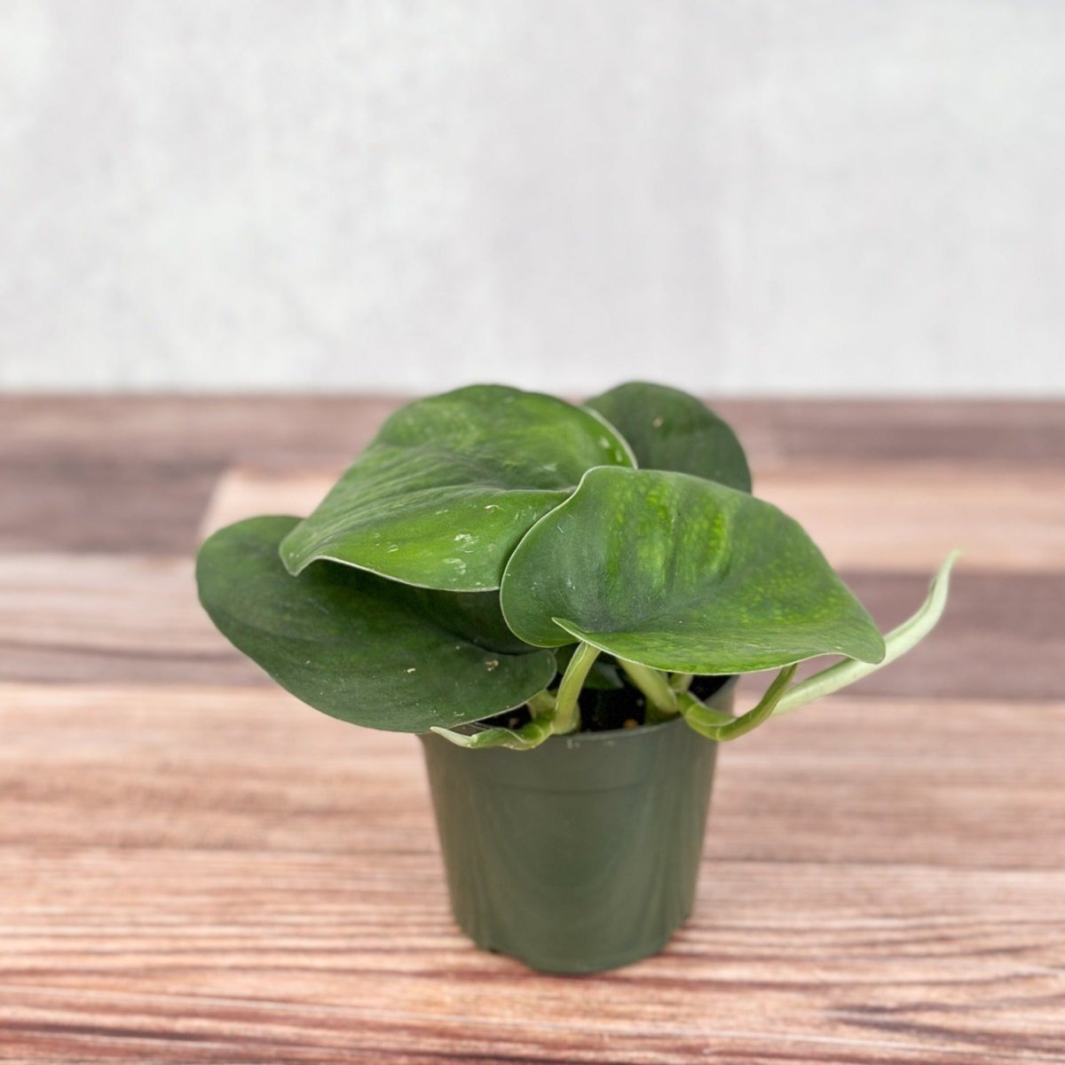 Scindapsus pictus ‘Jade’ plant with solid deep-green satin leaves in a nursery pot