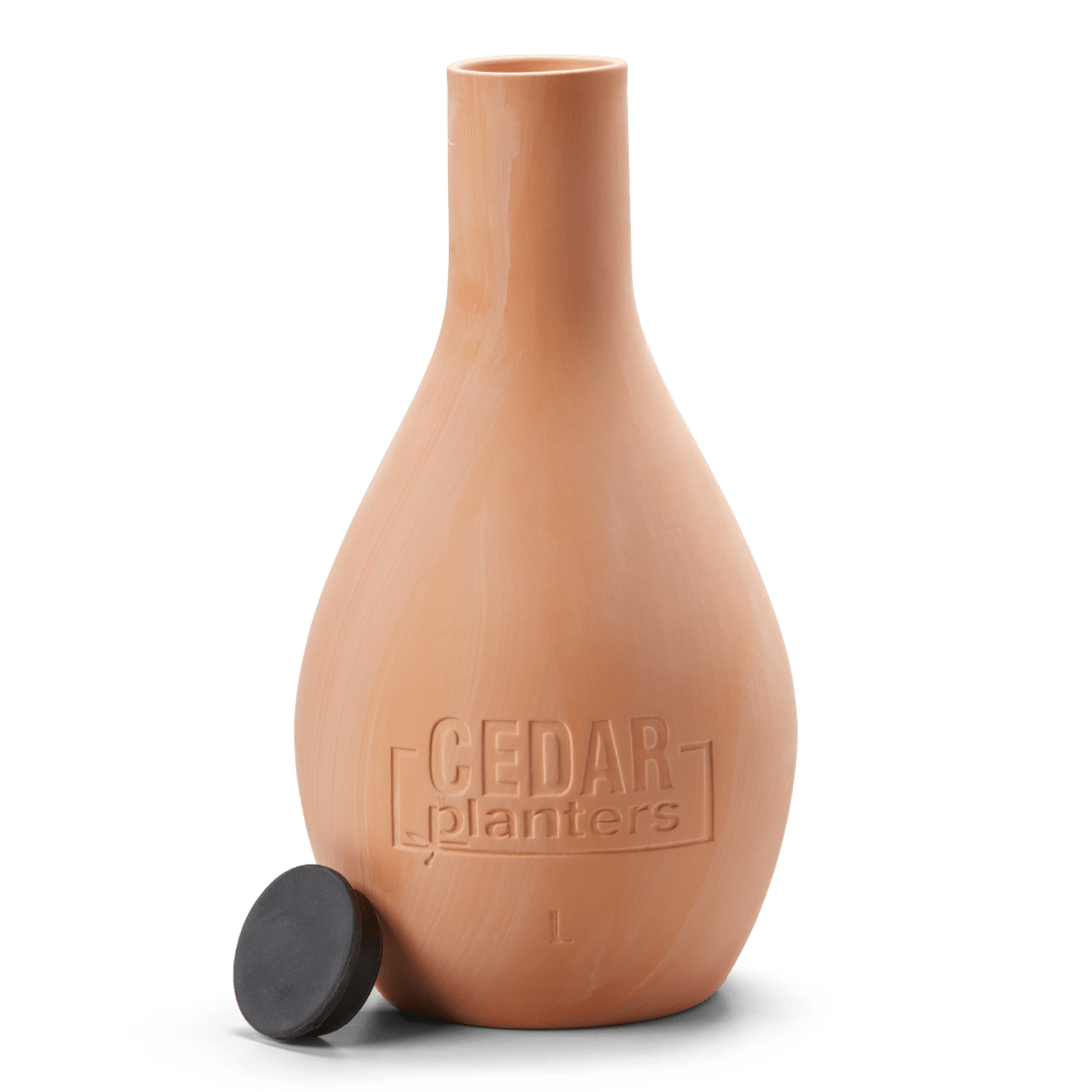 Self - Watering Clay Olla Pot – Slow - Release Irrigation System - Ed's Plant Shop