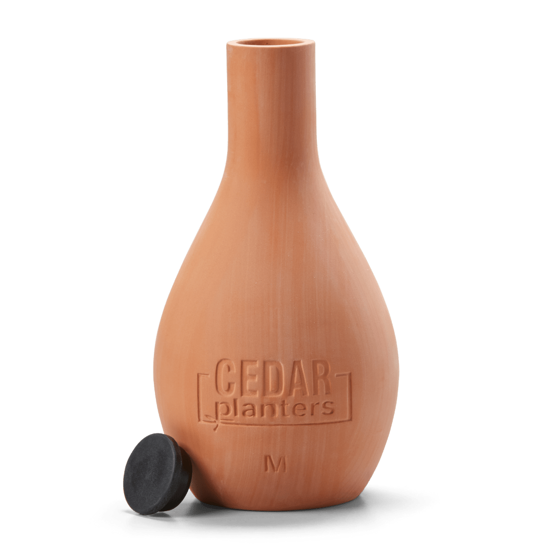 Self - Watering Clay Olla Pot – Slow - Release Irrigation System - Ed's Plant Shop