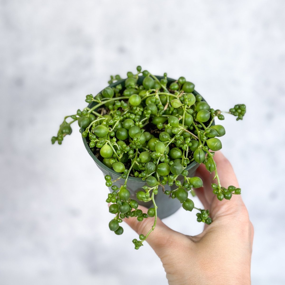 Hand holding a potted Senecio Rowleyanus 'String of Pearls' - Ed's Plant Shop