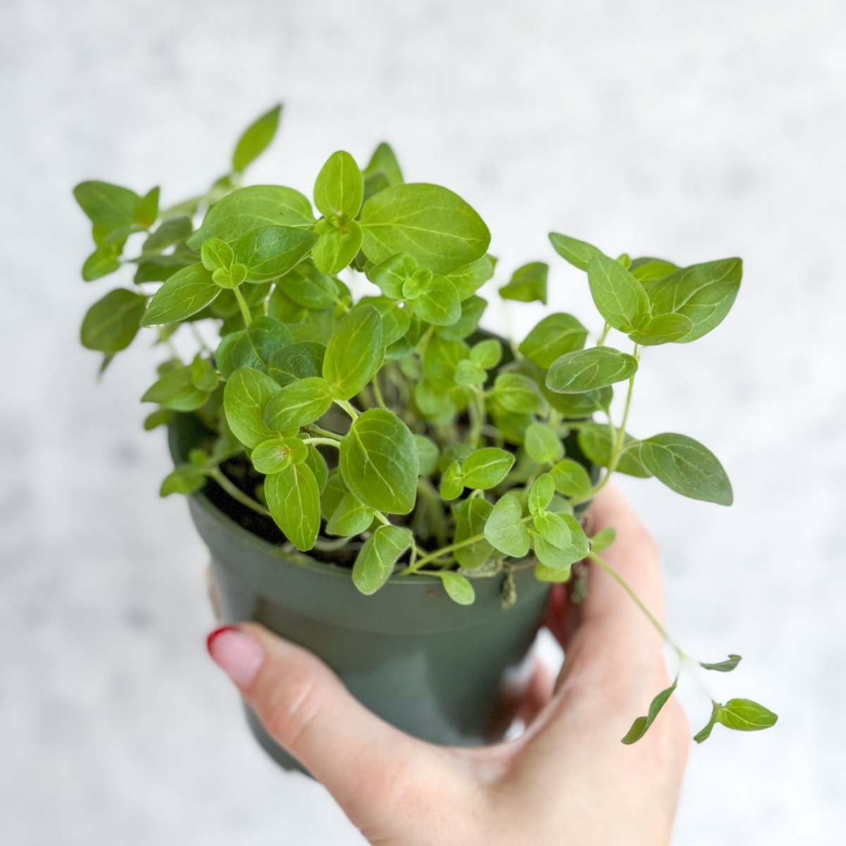 Snapdragon - Maximum Mix Snapdragon - NYC Local Pickup & Delivery Only - Ed's Plant Shop