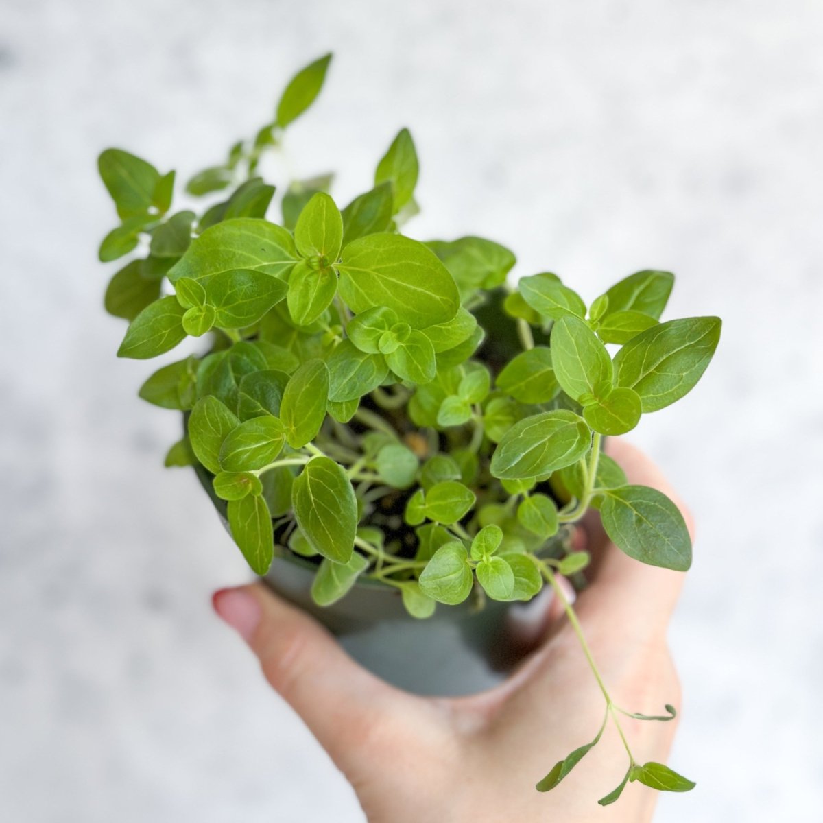 Snapdragon - Maximum Mix Snapdragon - NYC Local Pickup & Delivery Only - Ed's Plant Shop