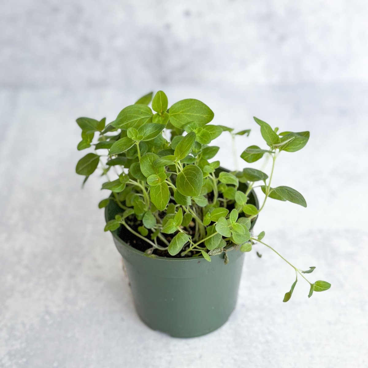 Snapdragon - Maximum Mix Snapdragon - NYC Local Pickup & Delivery Only - Ed's Plant Shop