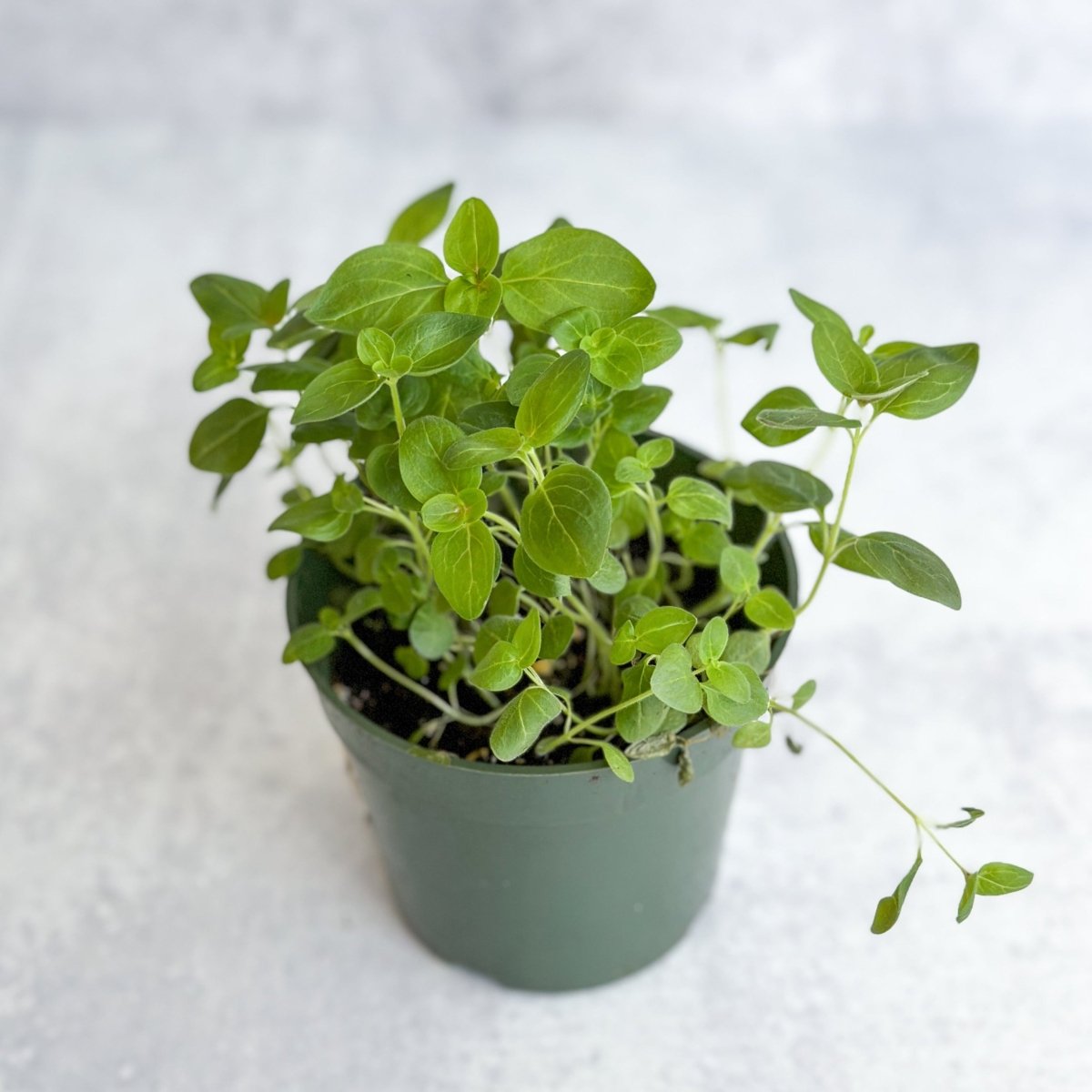 Snapdragon - Maximum Mix Snapdragon - NYC Local Pickup & Delivery Only - Ed's Plant Shop