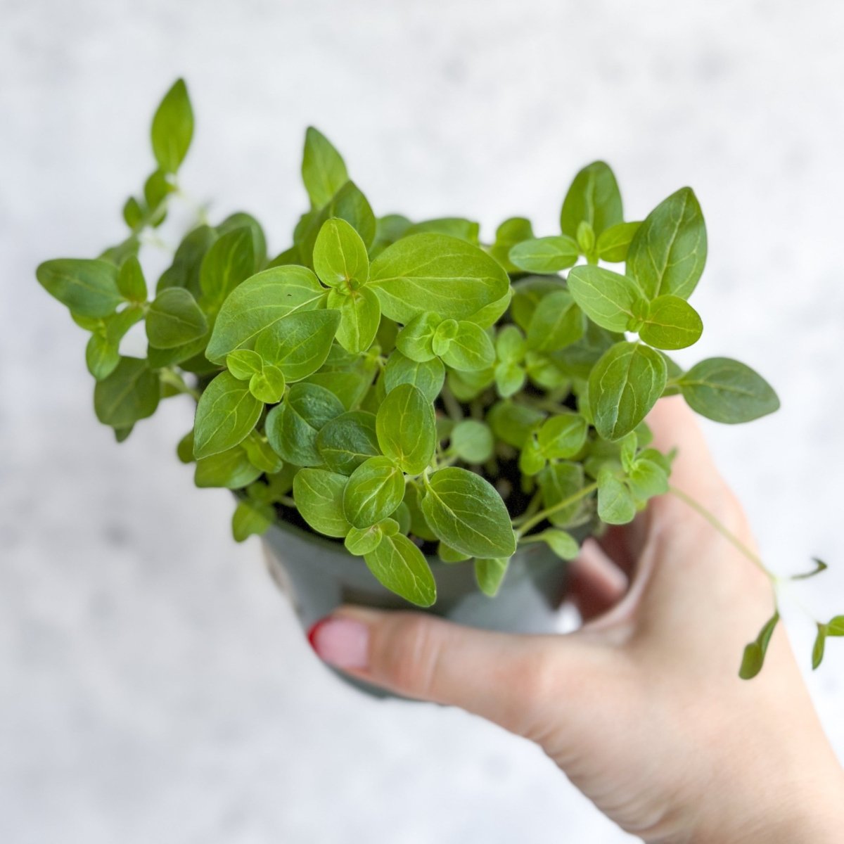 Snapdragon - Maximum Mix Snapdragon - NYC Local Pickup & Delivery Only - Ed's Plant Shop