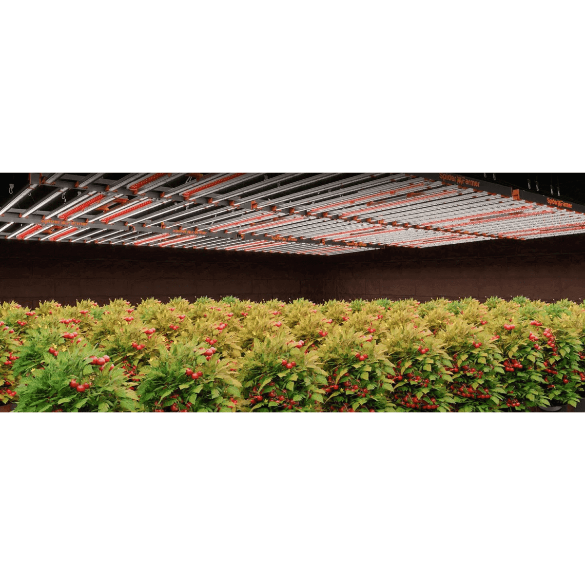 Spider Farmer GlowR40 40W 660nm Deep Red Supplemental LED Grow Light Bar - Ed's Plant Shop