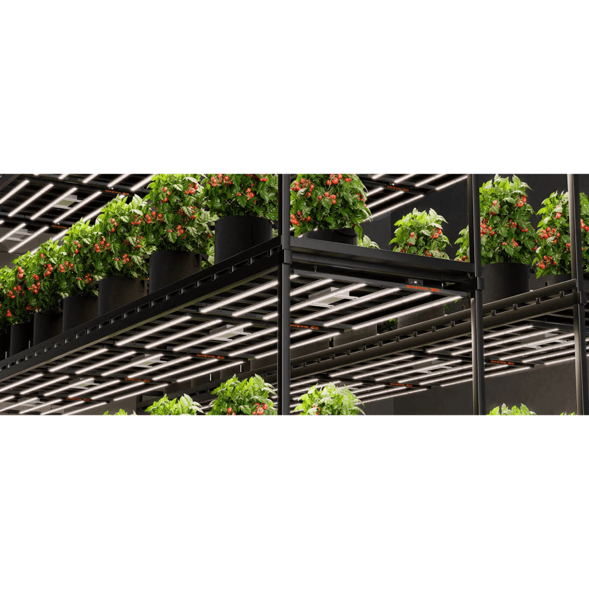 Spider Farmer SE7000 730W Dimmable Full Spectrum LED Grow Light - Ed's Plant Shop