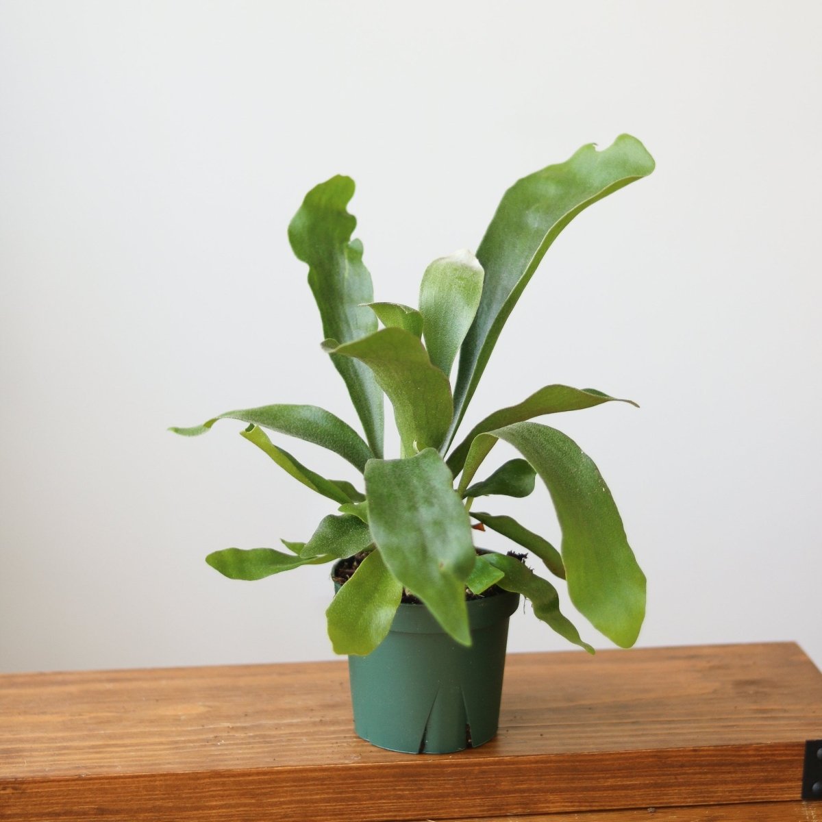 Staghorn Fern - Platycerium bifurcatum - Ed's Plant Shop