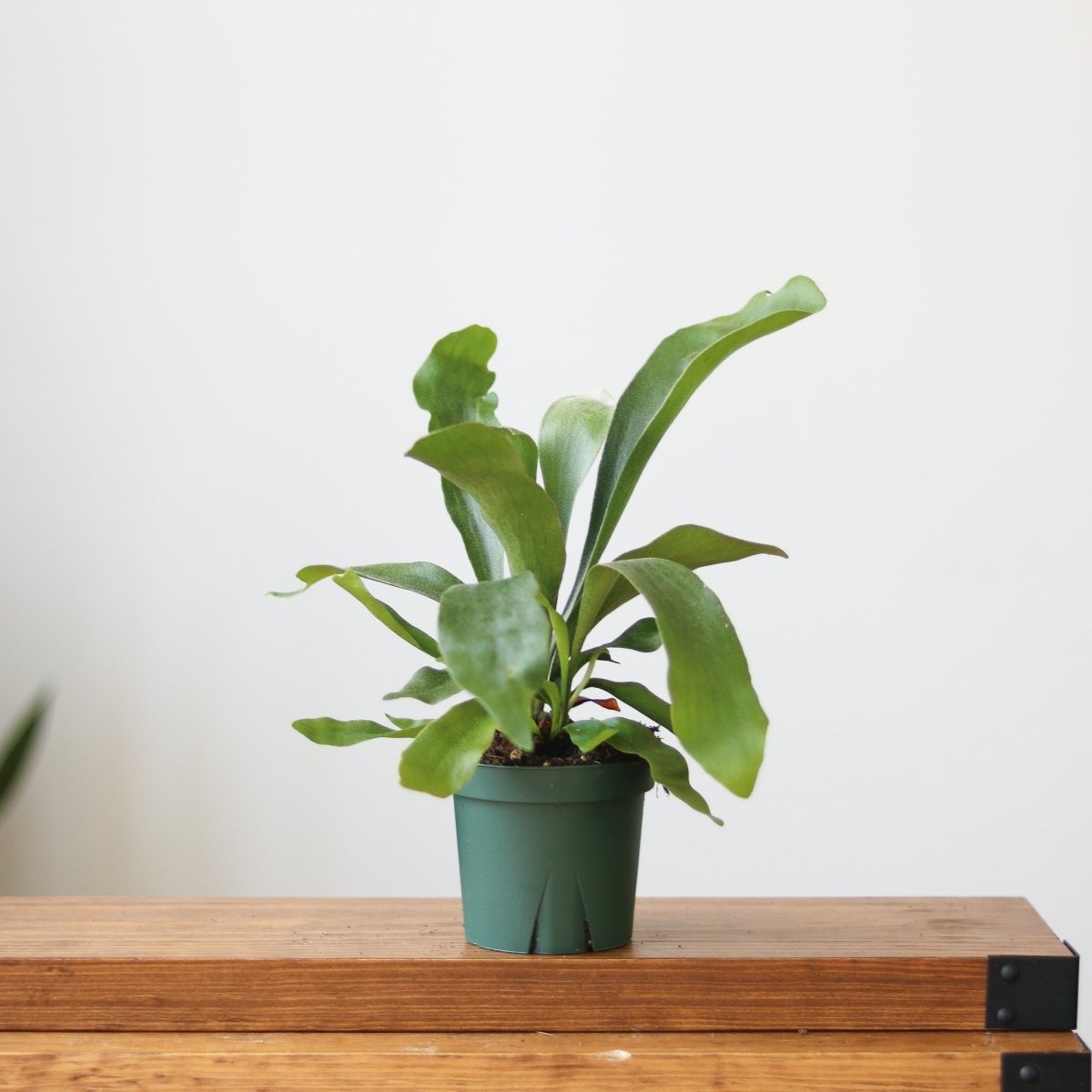 Staghorn Fern - Platycerium bifurcatum - Ed's Plant Shop