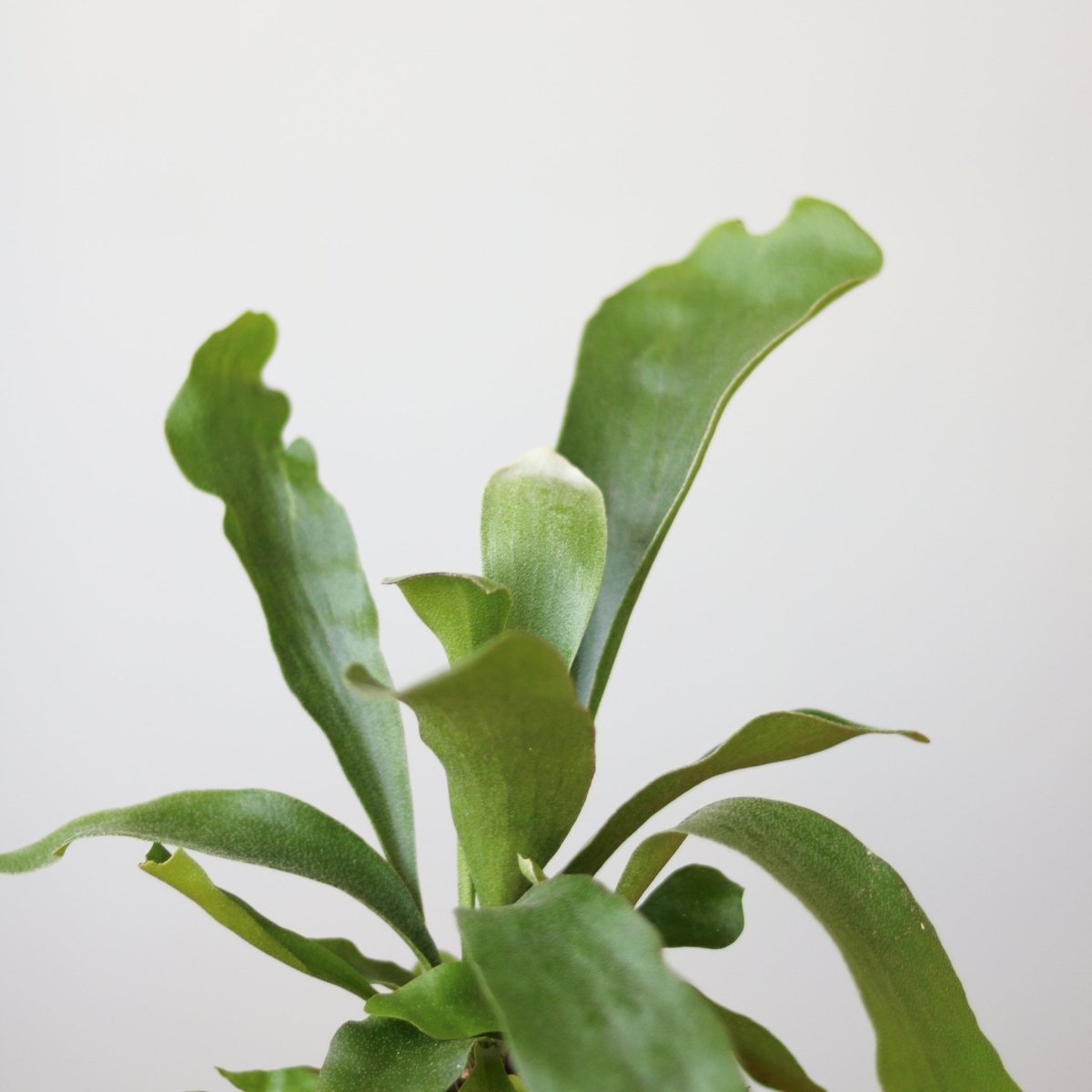 Staghorn Fern - Platycerium bifurcatum - Ed's Plant Shop