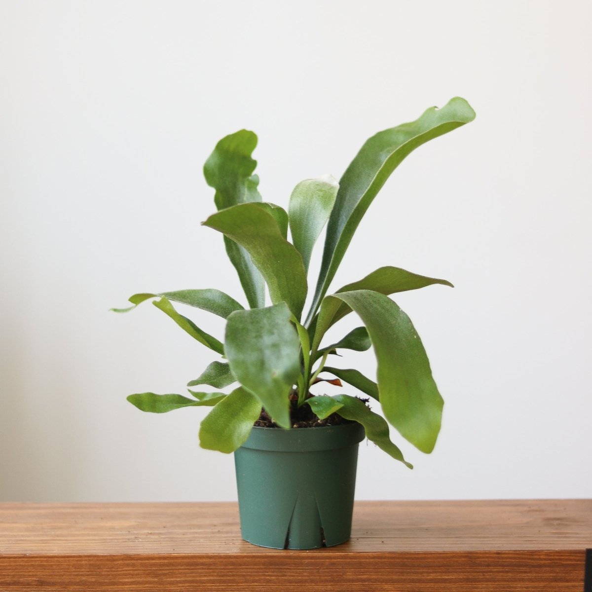 Staghorn Fern - Platycerium bifurcatum - Ed's Plant Shop