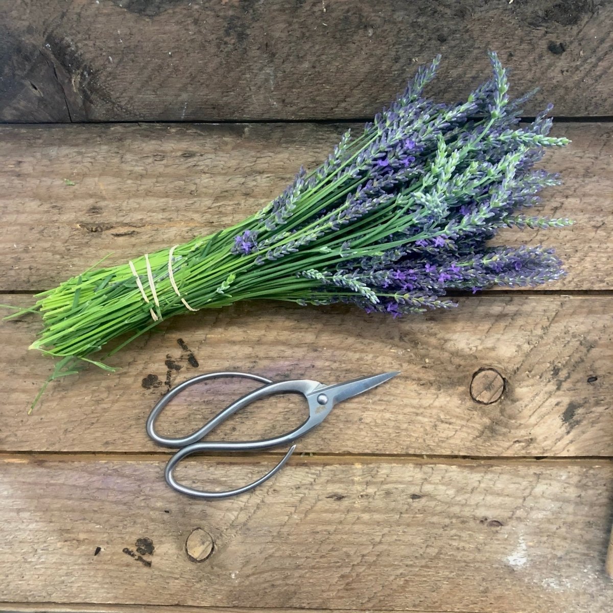 Stainless Garden Scissors (Pruning Shears/Pruners/Secateurs/Clippers) - Ed's Plant Shop