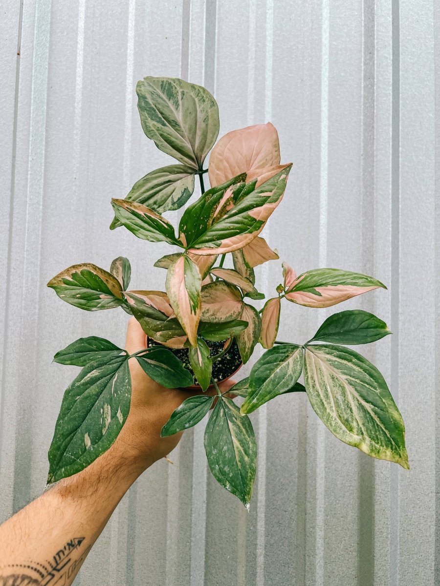 Syngonium Pink Splash Arrowhead Plant with variegated green and blush-pink leaves held in hand.