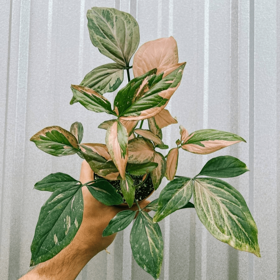 Close-up of Syngonium Pink Splash showing marbled green foliage with pink variegation and creamy tones.