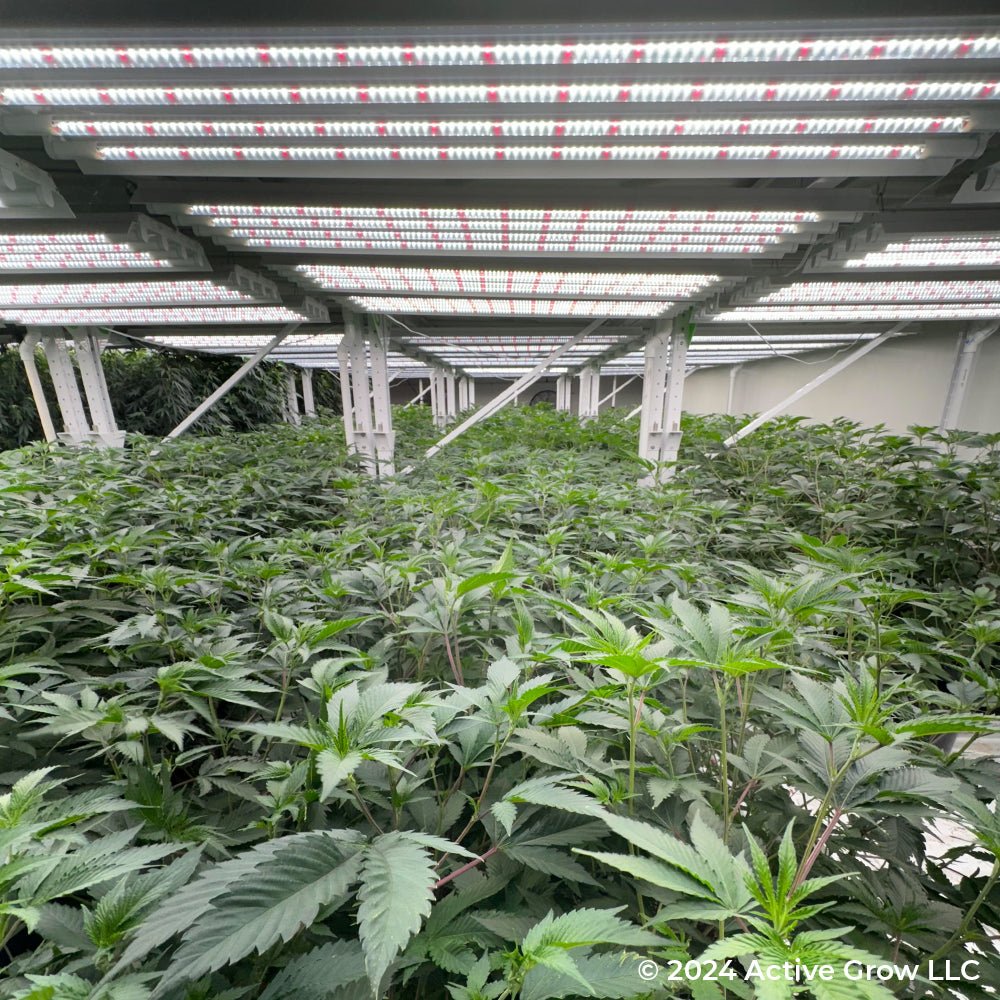 T5 HO Ballast Bypass 4FT LED Grow Lamp (54W Eqv.) – Sun White Pro Spectrum - Ed's Plant Shop