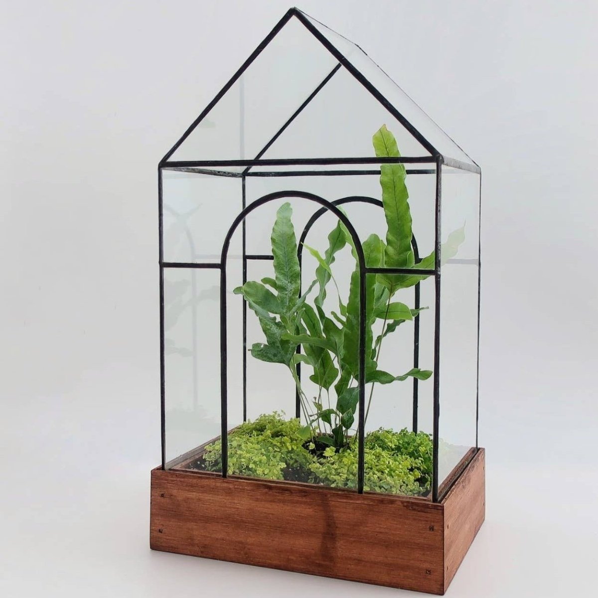 Temple Glass and Wood Terrarium, Mini Greenhouse - Ed's Plant Shop