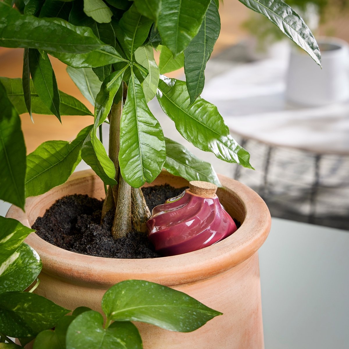 Terracotta Watering Bulbs – Slow - Release Self - Watering for Plants - Ed's Plant Shop