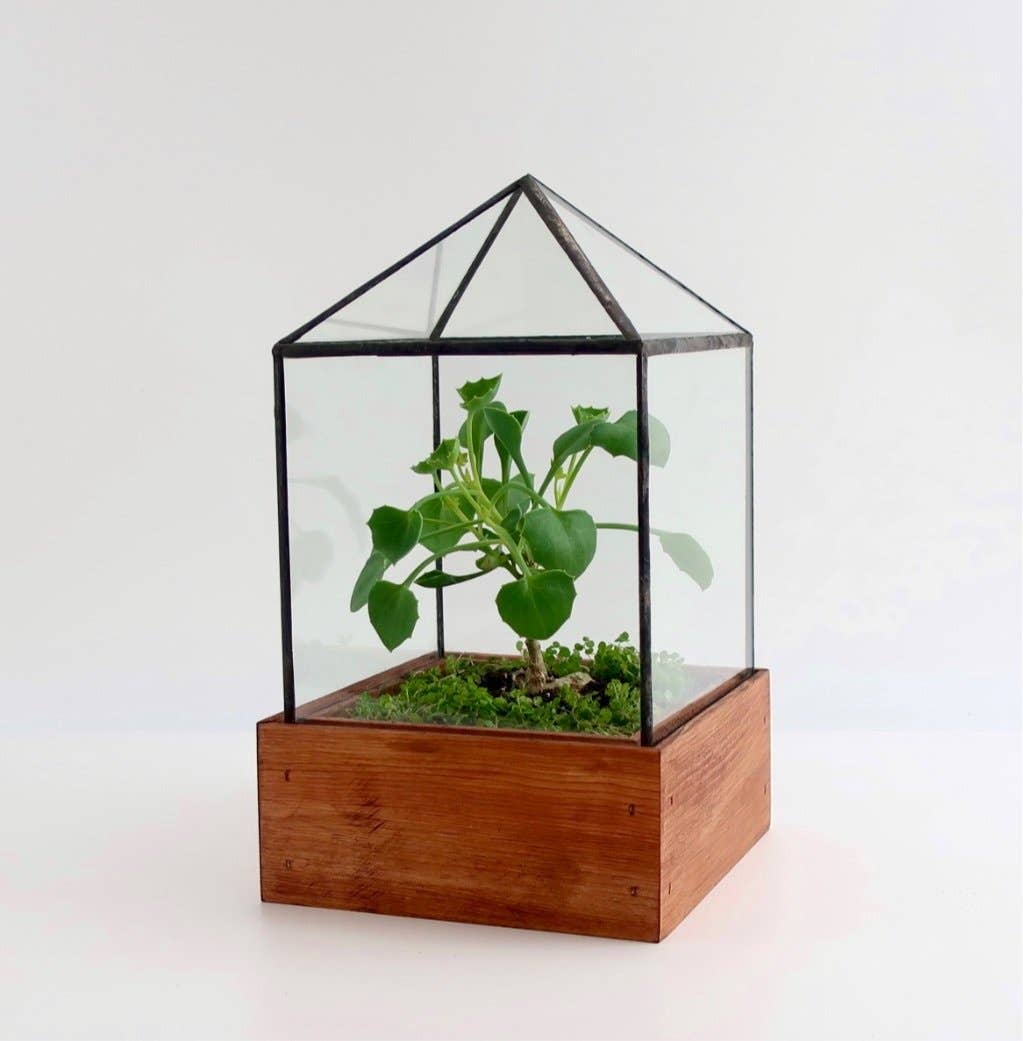 The Dorman Glass and Wood Terrarium, Mini Greenhouse - Ed's Plant Shop