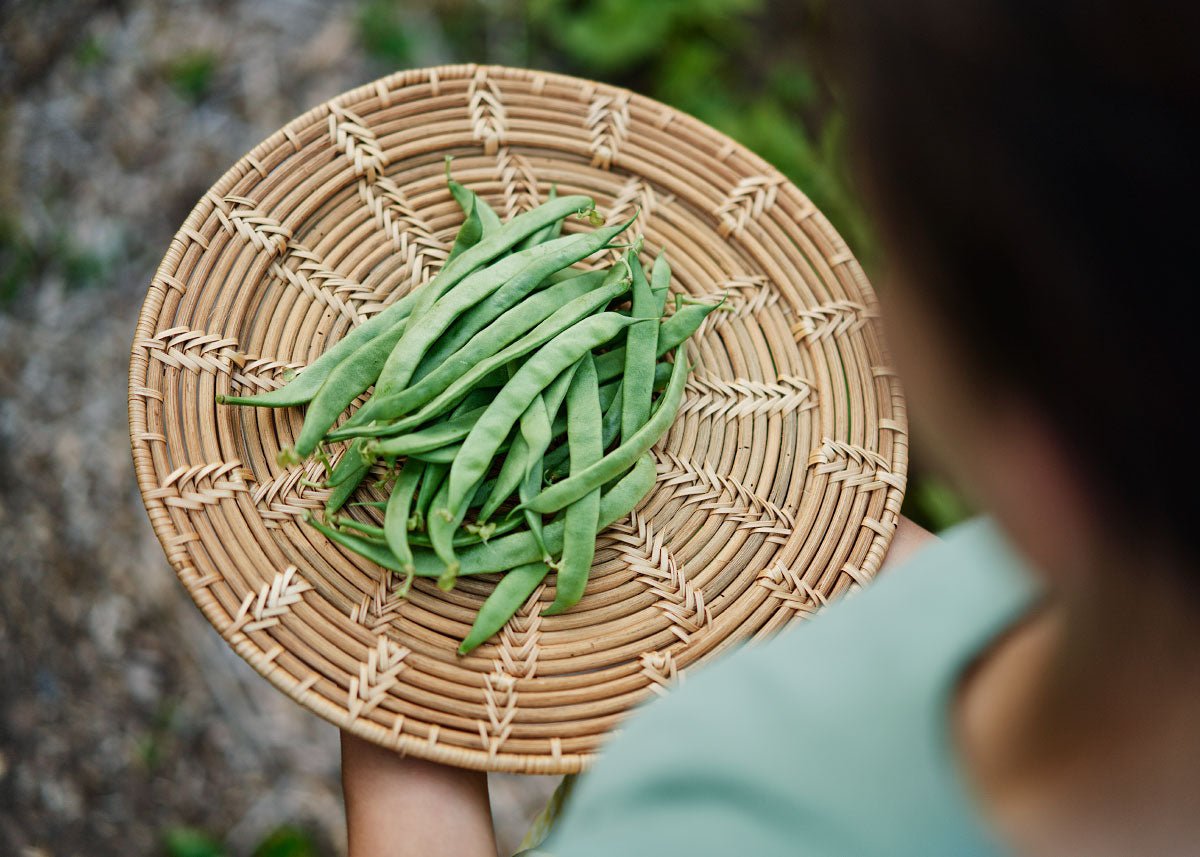 The Explorer : Rooted in America - Seed Collection - Ed's Plant Shop