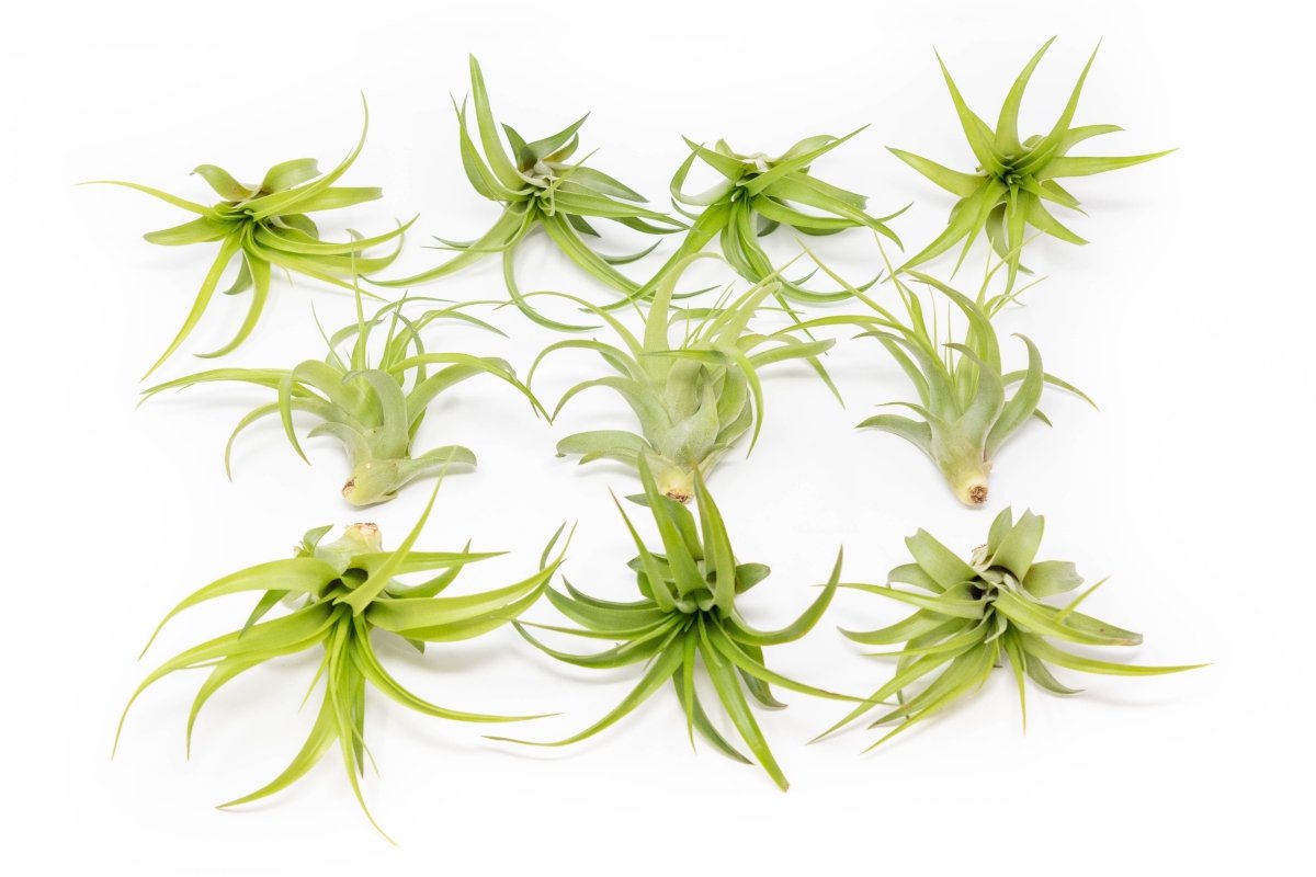 Tillandsia Abdita Brachycaulos Air Plants - Set of 10, 20 or 30 - 60% Off - Ed's Plant Shop