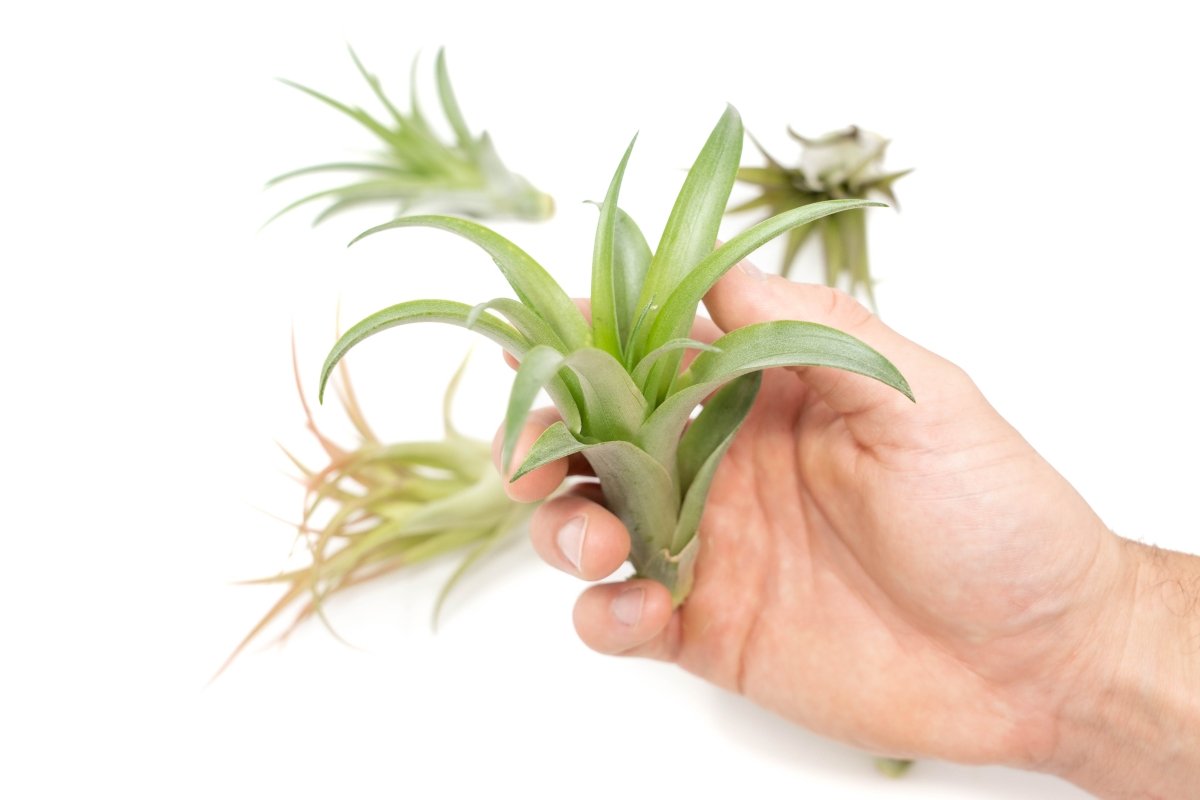 Tillandsia Abdita Brachycaulos Air Plants - Set of 10, 20 or 30 - 60% Off - Ed's Plant Shop