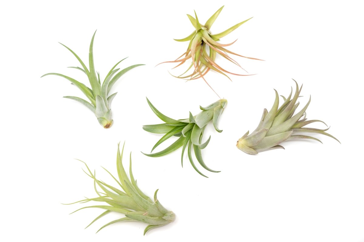 Tillandsia Abdita Brachycaulos Air Plants - Set of 10, 20 or 30 - 60% Off - Ed's Plant Shop