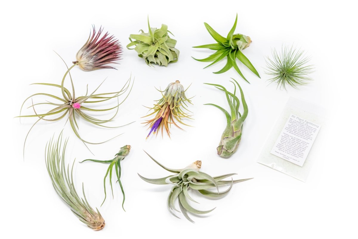 Tillandsia Air Plant Grab Bag of 10 Plants + 1 Year Air Plant Fertilizer Pack - Ed's Plant Shop