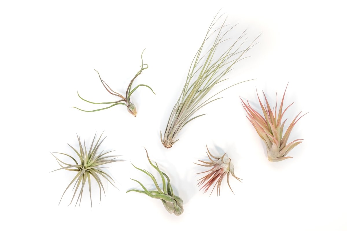 Tillandsia Air Plant Grab Bag of 6 Plants + 1 Year Air Plant Fertilizer Pack - Ed's Plant Shop