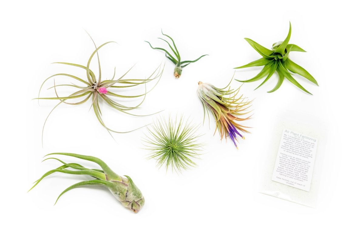 Tillandsia Air Plant Grab Bag of 6 Plants + 1 Year Air Plant Fertilizer Pack - Ed's Plant Shop