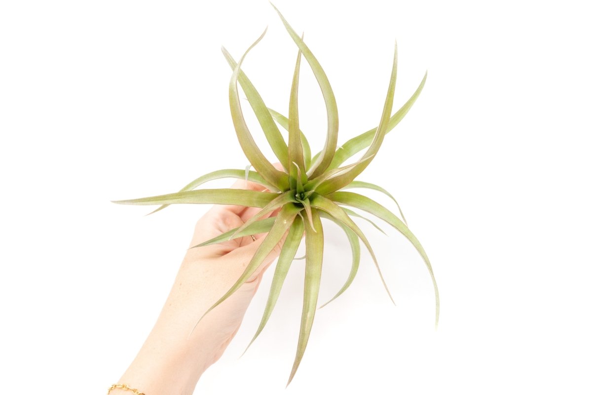 Tillandsia 'Capitata Red' Air Plants - Ed's Plant Shop