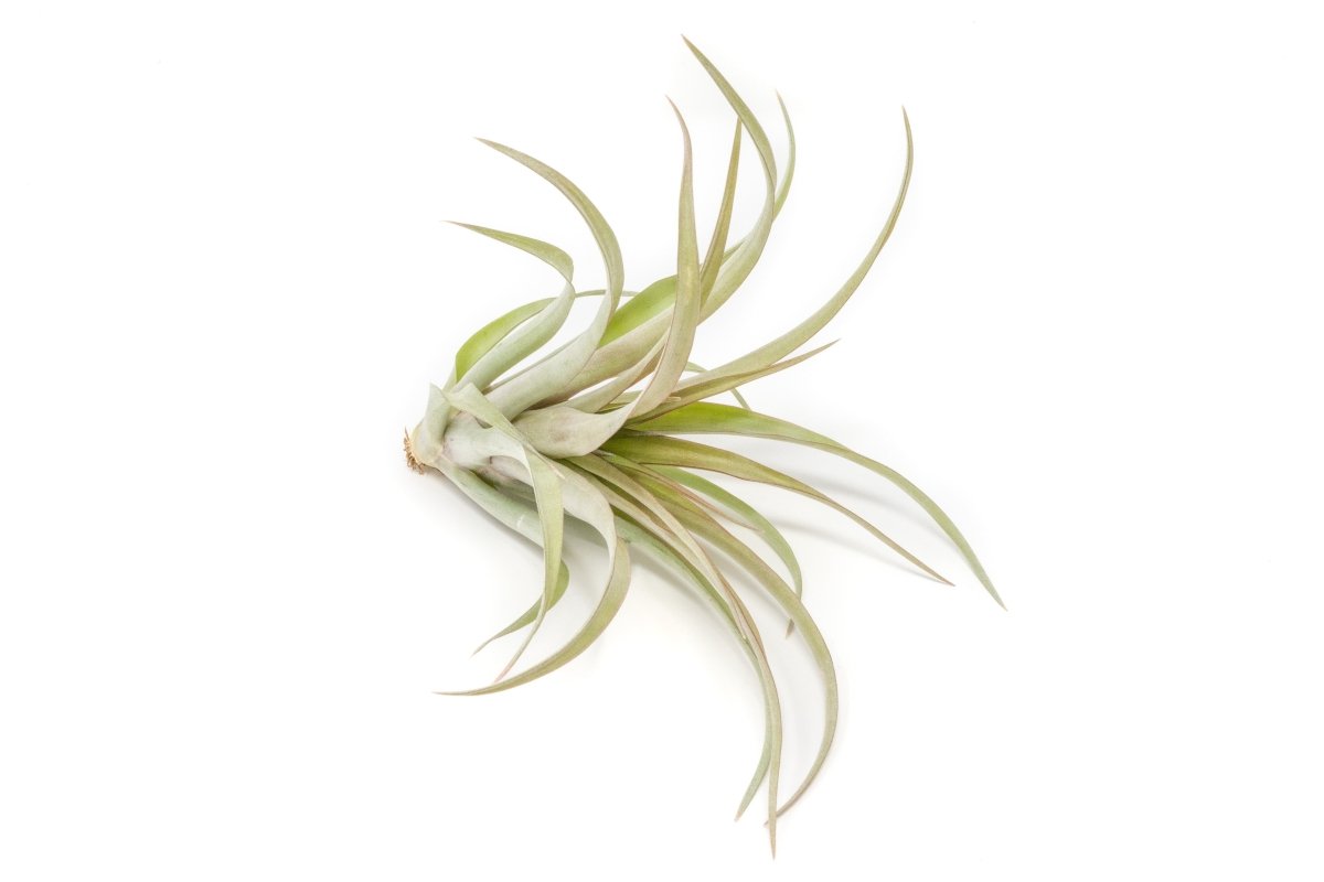 Tillandsia 'Capitata Red' Air Plants - Ed's Plant Shop