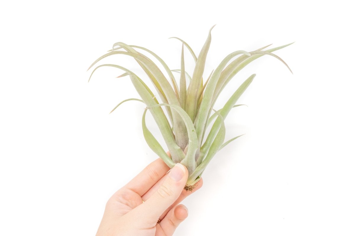 Tillandsia 'Capitata Red' Air Plants - Ed's Plant Shop