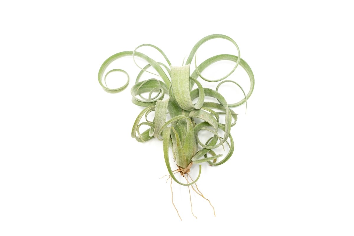 Tillandsia Curly Slim (T. Intermedia x T. Streptophylla) Air Plant - Ed's Plant Shop
