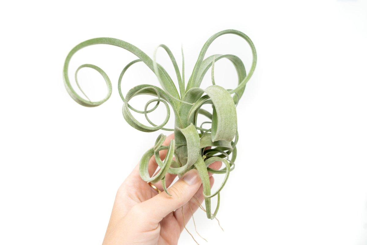 Tillandsia Curly Slim (T. Intermedia x T. Streptophylla) Air Plant - Ed's Plant Shop