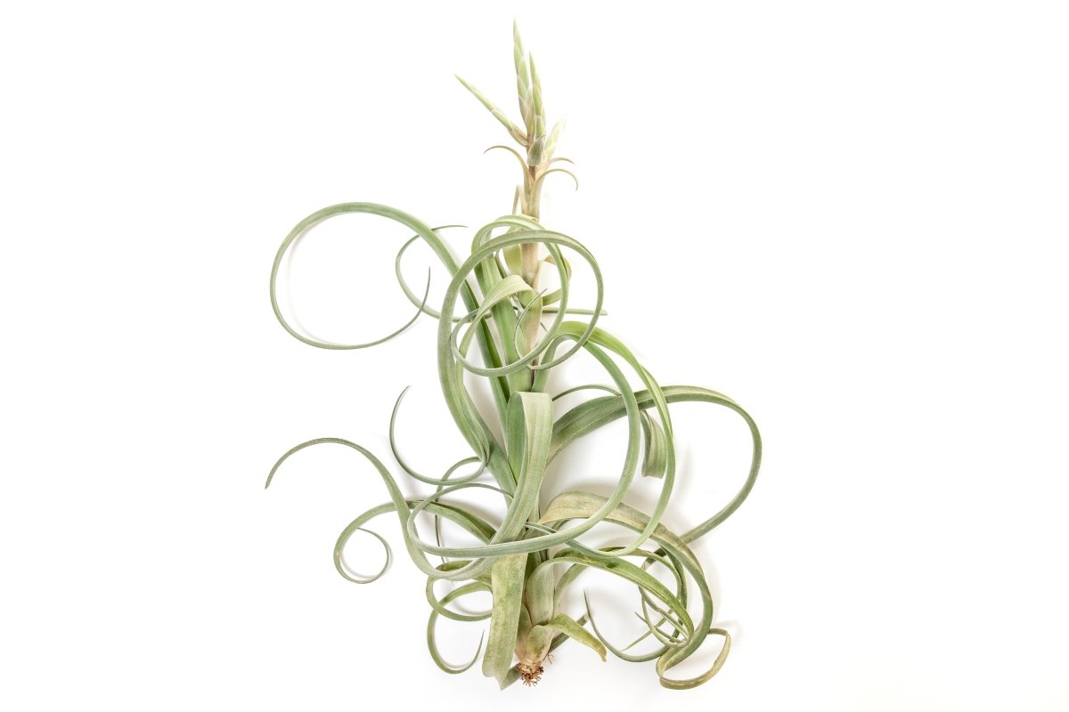 Tillandsia Curly Slim (T. Intermedia x T. Streptophylla) Air Plant - Ed's Plant Shop