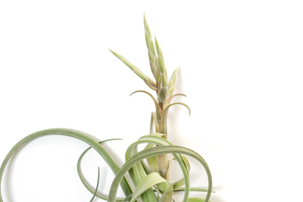 Tillandsia Curly Slim (T. Intermedia x T. Streptophylla) Air Plant - Ed's Plant Shop