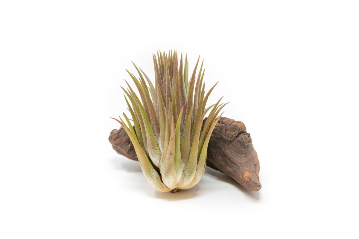 Tillandsia Ionantha Guatemala "Macho" Air Plant - Ed's Plant Shop