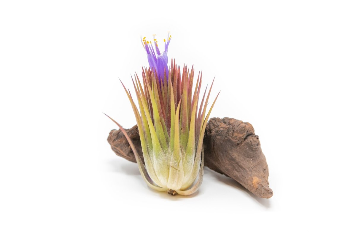 Tillandsia Ionantha Guatemala "Macho" Air Plant - Ed's Plant Shop