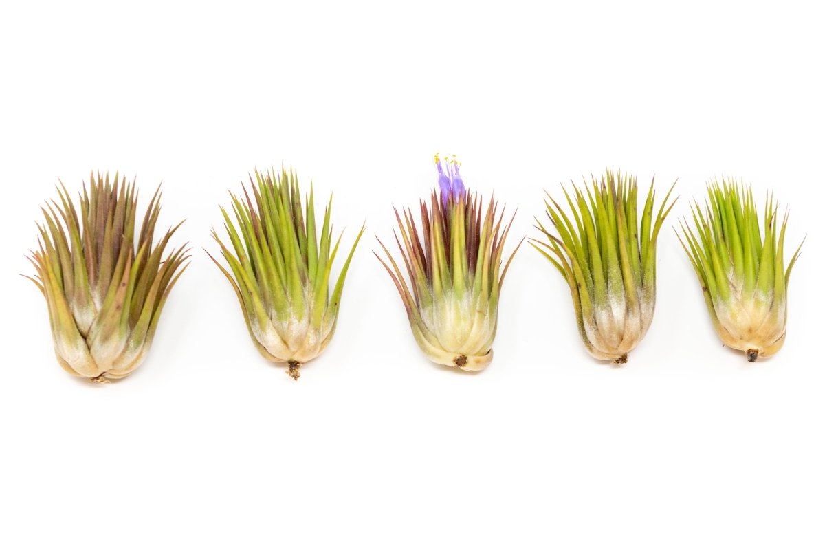 Tillandsia Ionantha Guatemala "Macho" Air Plant - Ed's Plant Shop