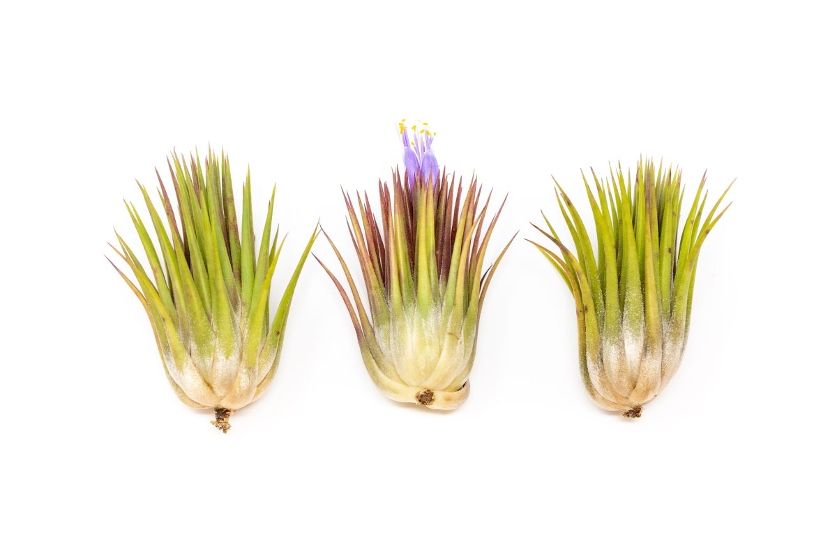 Tillandsia Ionantha Guatemala "Macho" Air Plant - Ed's Plant Shop