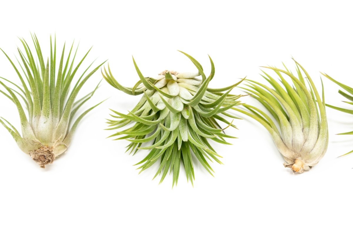Tillandsia Ionantha Rubra Air Plant - Ed's Plant Shop